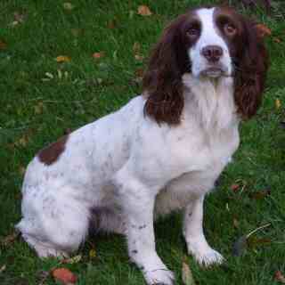Guss