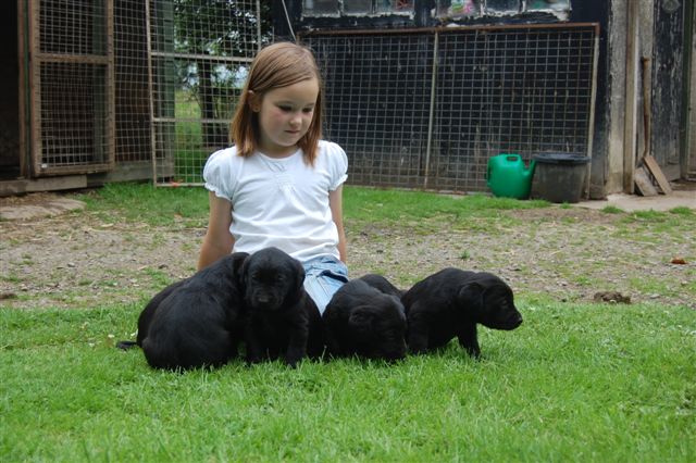 Puppies