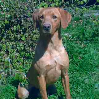 Danty