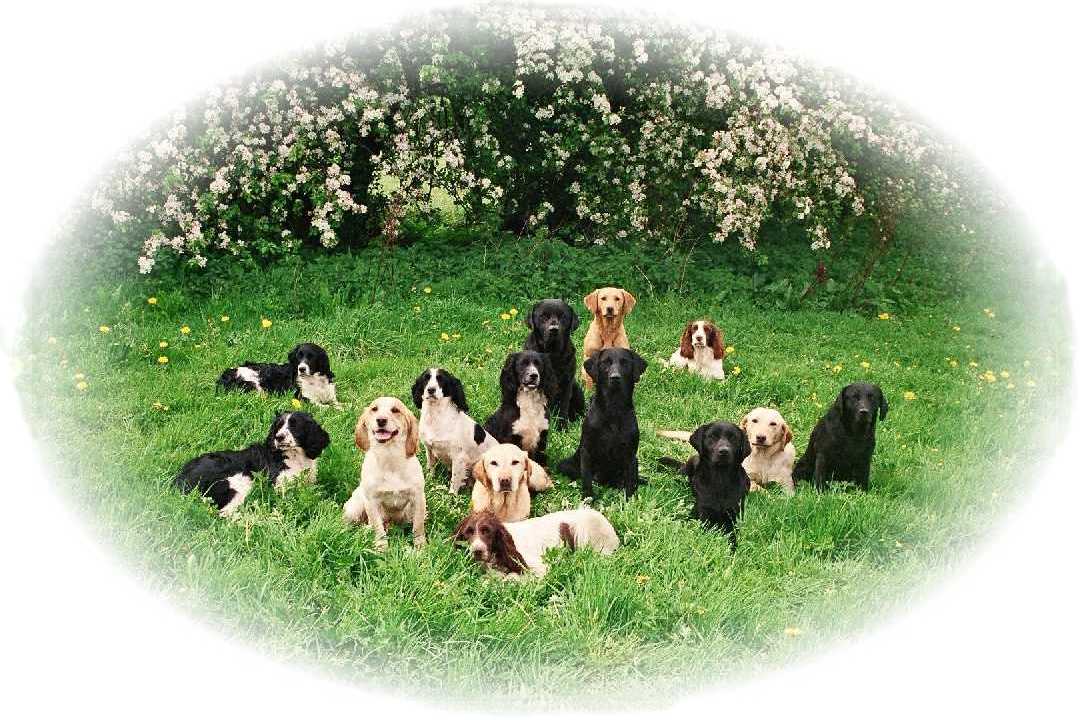 Mountgrace Gundogs