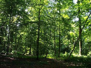 The forest