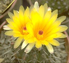 Notocactus sp. HU???