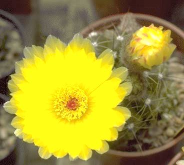 Notocactus Mammulosus