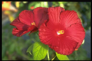 Hibiscus F1 Disco Belle