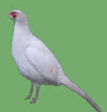 {short description of image}
