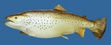trout